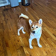 Bonsai joined the competition — help win amazing prizes! dog, shiba_inu, wooden_floor, indoor, pet, canine, curled_tail, alert_ears, standing, brown_fur, white_fur, flooring, household, trash_can, vent, domestic, fur, animal, companion, looking_away