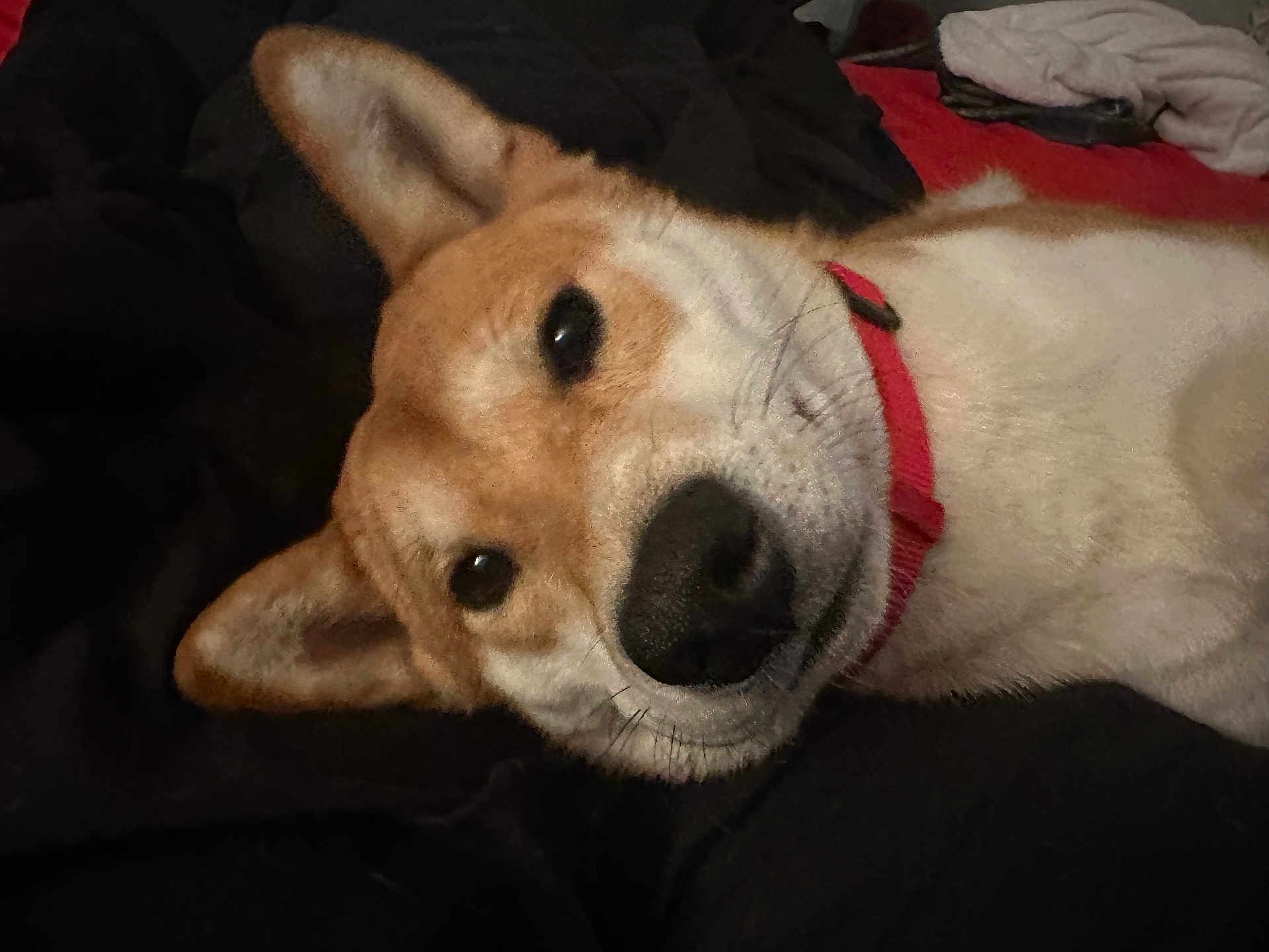 Bonsai joined the competition — help win amazing prizes! dog, pet, canine, collar, close_up, lying_down, indoor, brown_fur, white_fur, face, ears, animal, muzzle, whiskers, looking, curious, domestic_animal, fur, resting, cozy