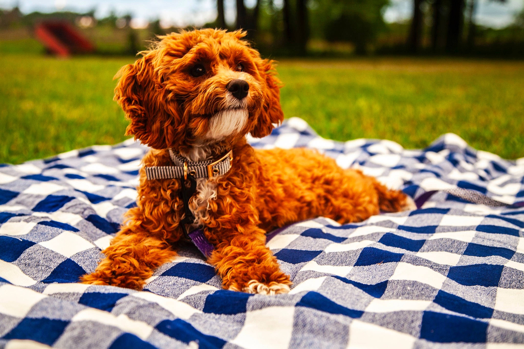 Maggie is registered to the contest to win money with this photo: canidae, carnivore, cavalier_king_charles_spaniel, cavapoo, cockapoo, companion_dog, dog, dog_breed, maltepoo, mammal, poodle_crossbreed, puppy, rare_breed_dog, sporting_group, toy_dog, vertebrate
