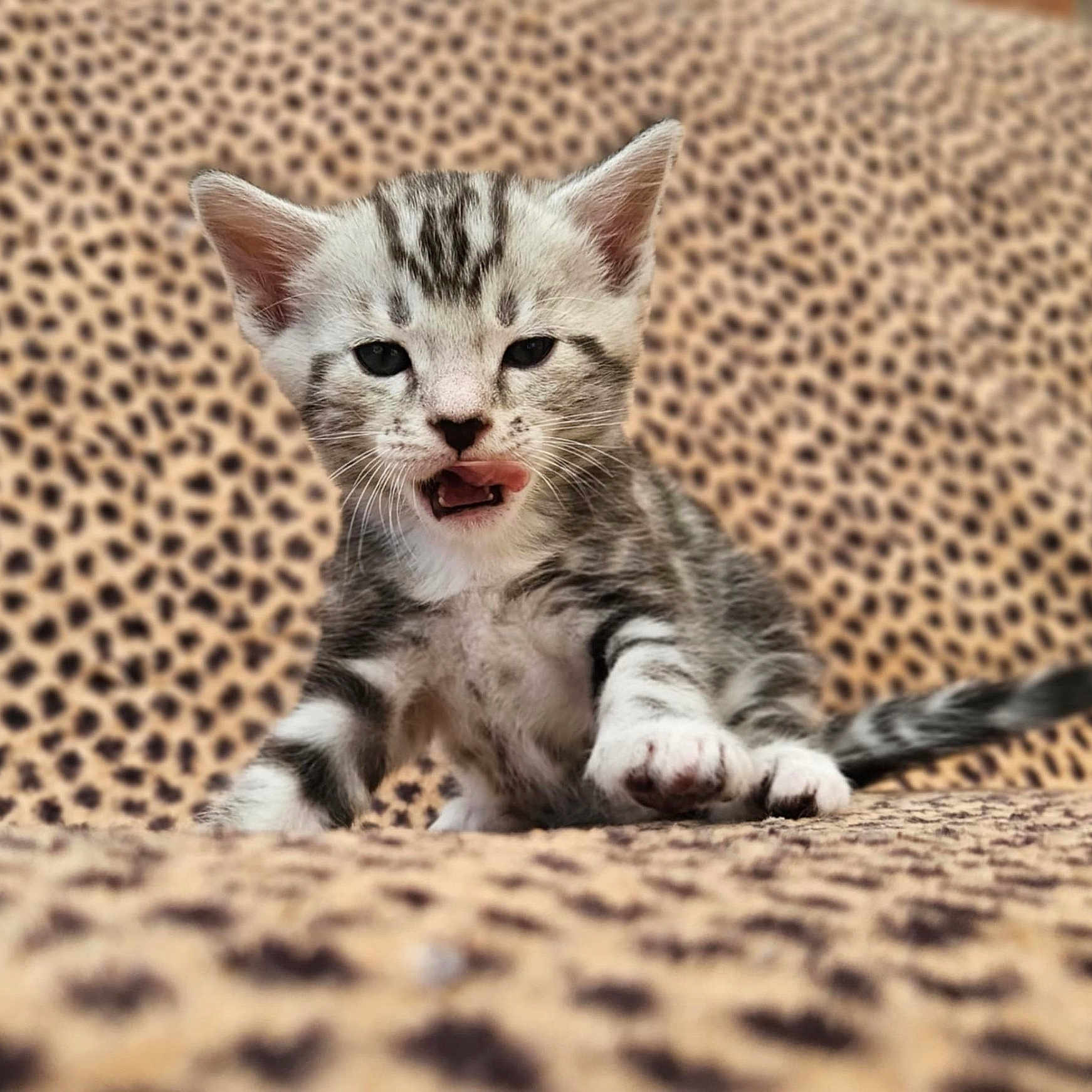 Yuki a rejoint le concours — aidez-le/la à gagner de superbes lots ! abyssinian, animal, bodypart, cat, cheetah, egyptiancat, head, kitten, manx, mouth, ocelot, panther, person, pet, tongue