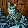 Odin joined the competition — help win amazing prizes! animal, blanket, cat, closeup, cozy, cute, domestic, eyes, feline, fur, indoor, pattern, pet, portrait, relaxed, resting, tabby, tail, whiskers, wooden_wall