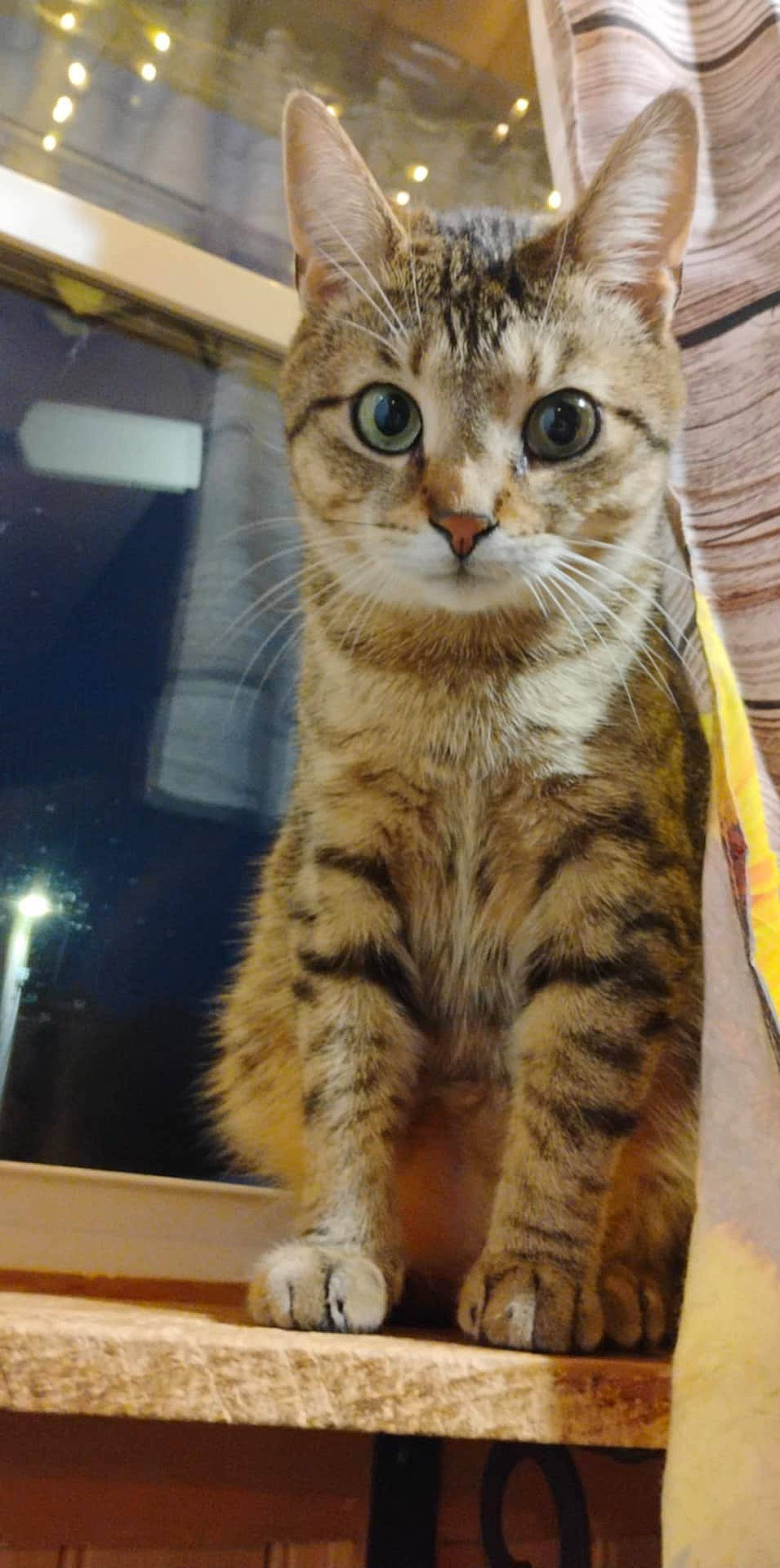 Odin