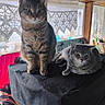 Odin is registered to the contest to win money with this photo: animal, basket, black_cover, cat, cozy, curtains, daylight, decor, feline, furniture, gray_cat, household, indoor, lying_down, pet, relaxed, sitting, tabby, window, wood