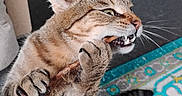 Odin is registered to the contest to win money with this photo: animal, carpet, cat, chewing, claws, cozy, ears, floor, furniture, home, indoor, pattern, pet, playful, relaxed_cat, stick, tabby_cat, tail, two_cats, whiskers