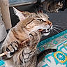 animal, carpet, cat, chewing, claws, cozy, ears, floor, furniture, home, indoor, pattern, pet, playful, relaxed_cat, stick, tabby_cat, tail, two_cats, whiskers