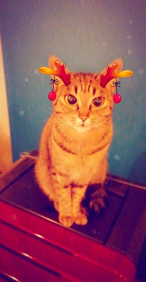 Pixel a rejoint le concours — aidez-le/la à gagner de superbes lots ! carnivore, cat, domestic_short_haired_cat, door, eye, fawn, felidae, fur, head, human_body, orange, paw, peach, sitting, small_to_medium_sized_cats, snout, tail, whiskers, window, wood