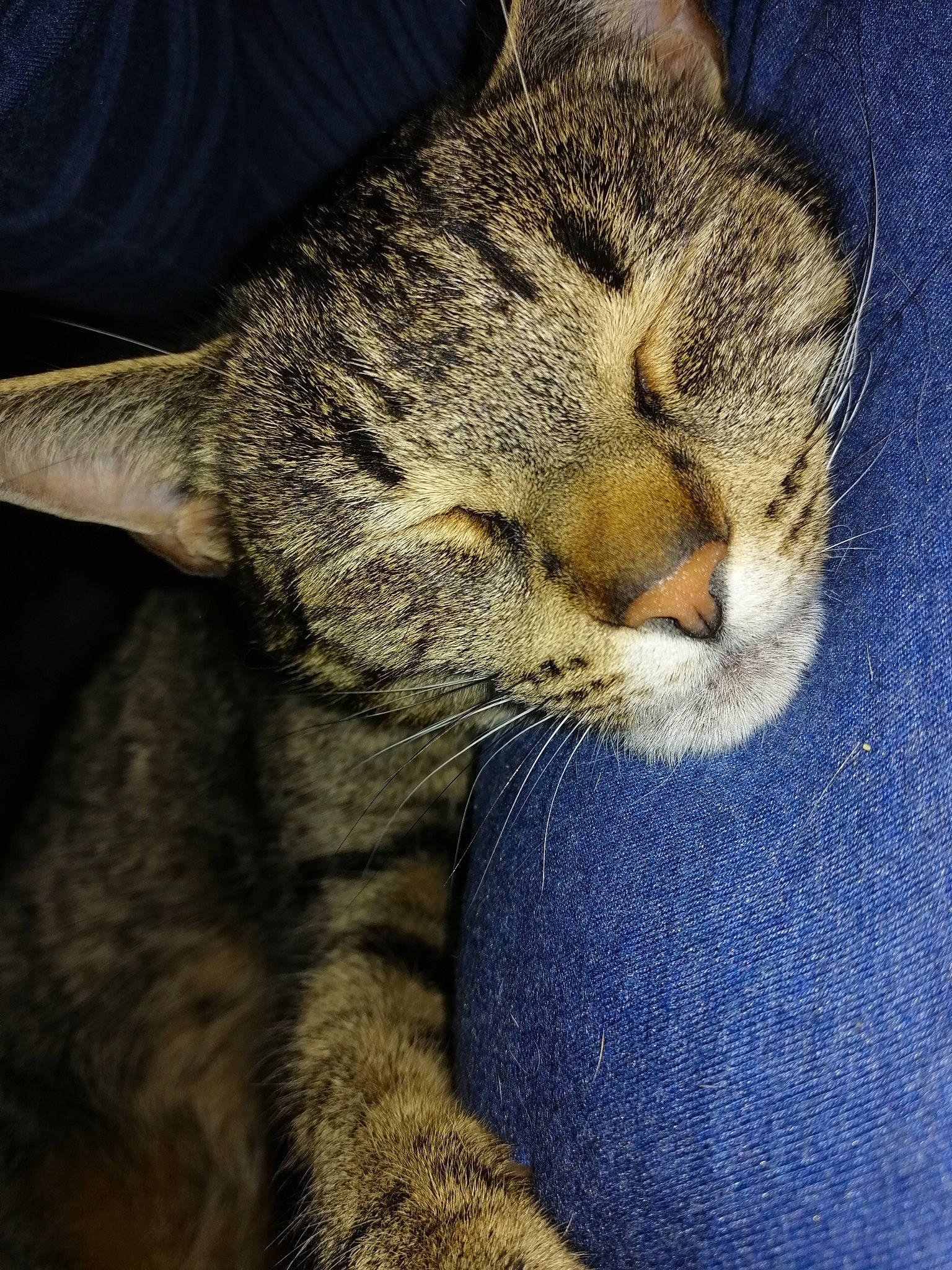 Pixel a rejoint le concours — aidez-le/la à gagner de superbes lots ! carnivore, cat, claw, comfort, domestic_short_haired_cat, electric_blue, eye, felidae, fur, grey, nap, paw, sitting, sleep, small_to_medium_sized_cats, snout, tail, terrestrial_animal, whiskers, wildlife