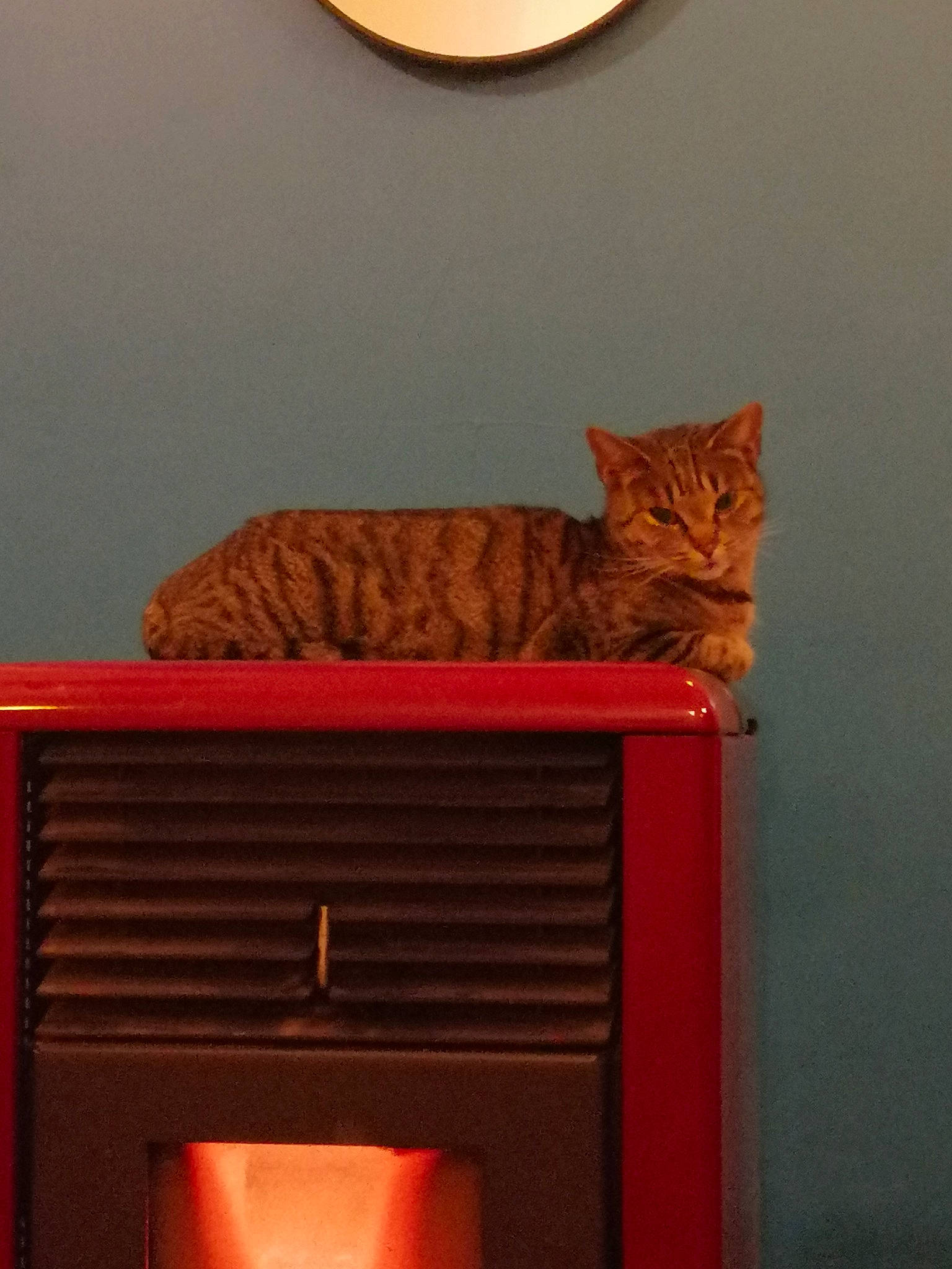 Pixel a rejoint le concours — aidez-le/la à gagner de superbes lots ! brown, carnivore, cat, domestic_short_haired_cat, fawn, felidae, floor, gas, grey, hardwood, hearth, orange, room, shelf, small_to_medium_sized_cats, tail, whiskers, window, wood, wood_stain