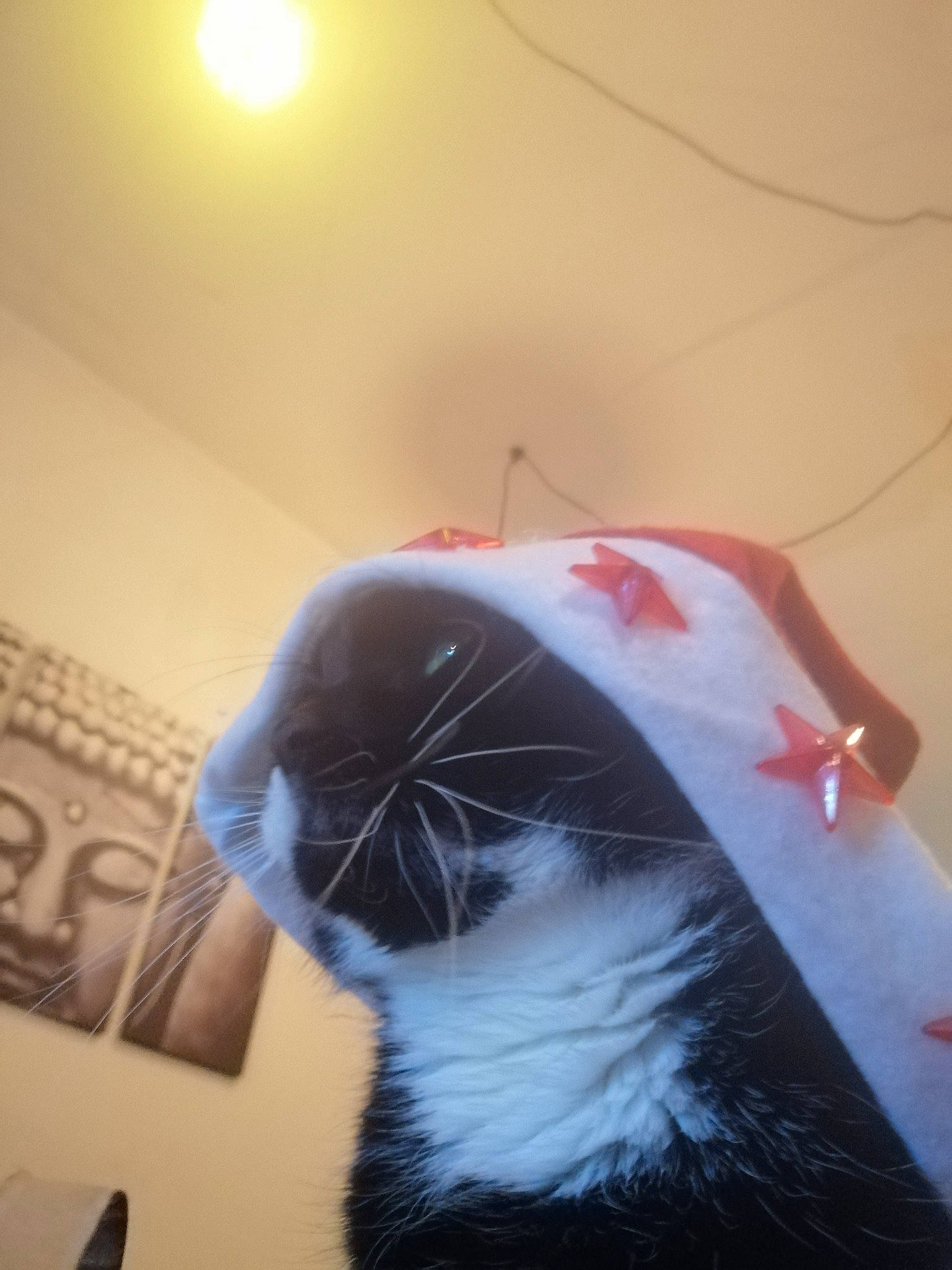 Nala a rejoint le concours — aidez-le/la à gagner de superbes lots ! canidae, carmine, carnivore, cat, christmas, christmas_decoration, costume, felidae, fur, gesture, hair, hat, holiday, light, linens, picture_frame, small_to_medium_sized_cats, tail, tree, whiskers