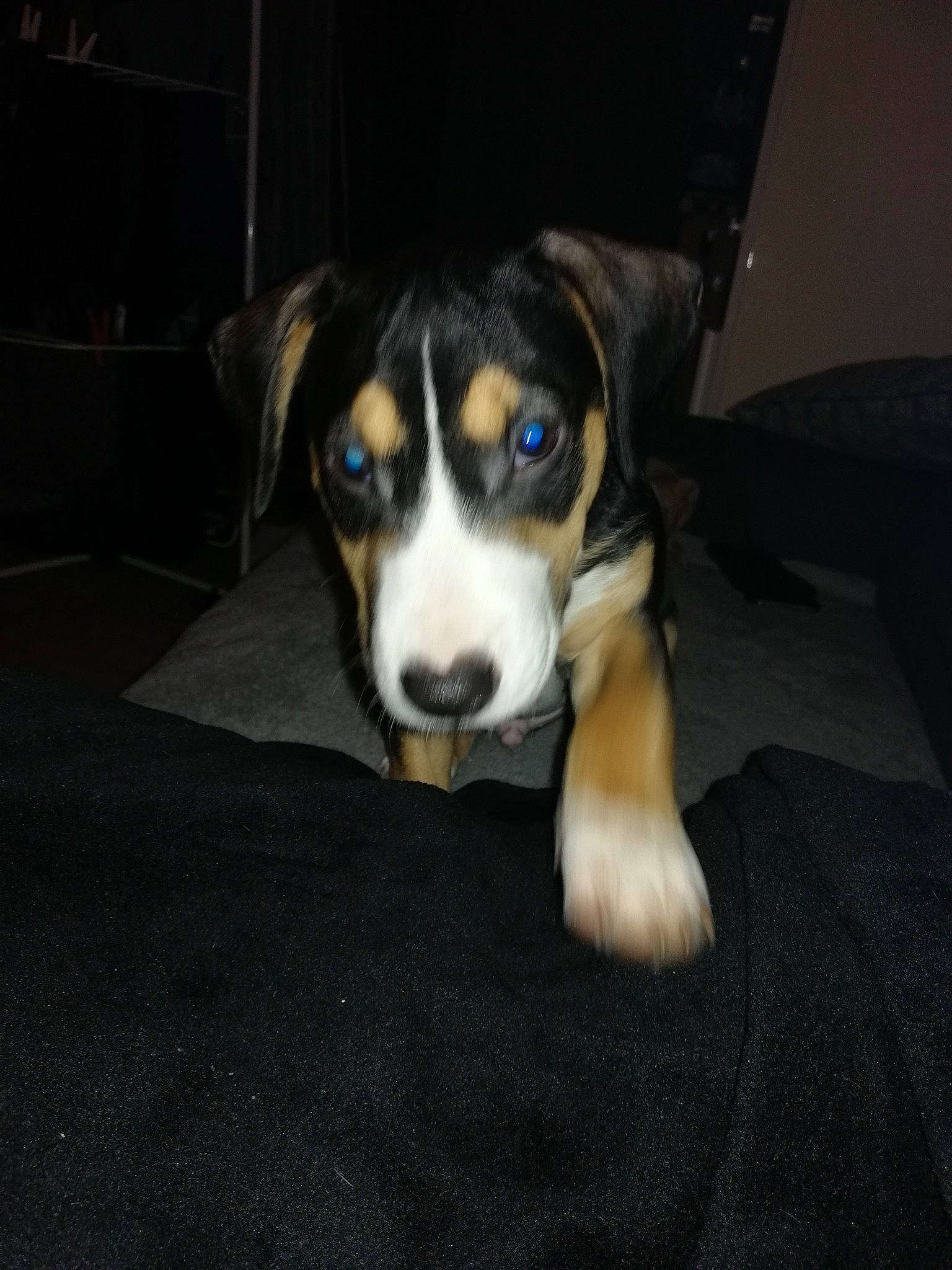 Drago participe au concours pour gagner de l'argent avec cette photo : beaglier, canidae, carnivore, companion_dog, dog, dog_breed, fur, herding_dog, puppy, snout, sporting_group, terrestrial_animal, whiskers, working_animal, working_dog