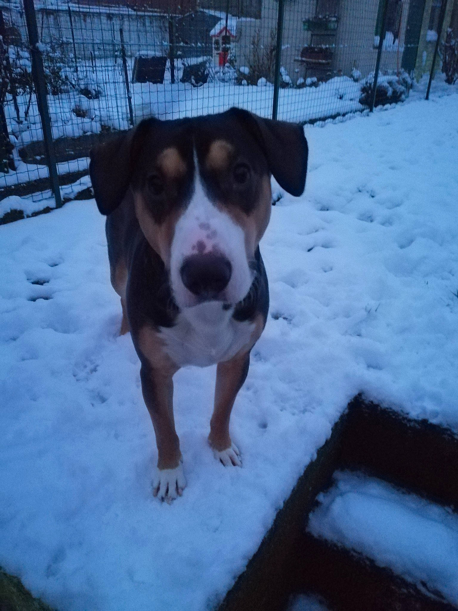 Drago a rejoint le concours — aidez-le/la à gagner de superbes lots ! art, beaglier, carnivore, collar, companion_dog, dog, dog_breed, dog_collar, fawn, freezing, pet_supply, plant, precipitation, snout, snow, sporting_group, whiskers, winter, working_animal, working_dog