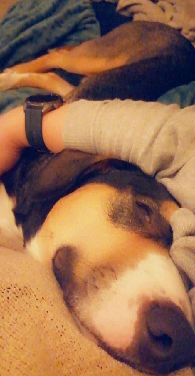 Drago participe au concours pour gagner de l'argent avec cette photo : carnivore, cloud, comfort, companion_dog, dog, elbow, fawn, felidae, fur, gesture, human_leg, mammal, nail, small_to_medium_sized_cats, thumb, tints_and_shades, trunk, vertebrate, whiskers, wrist