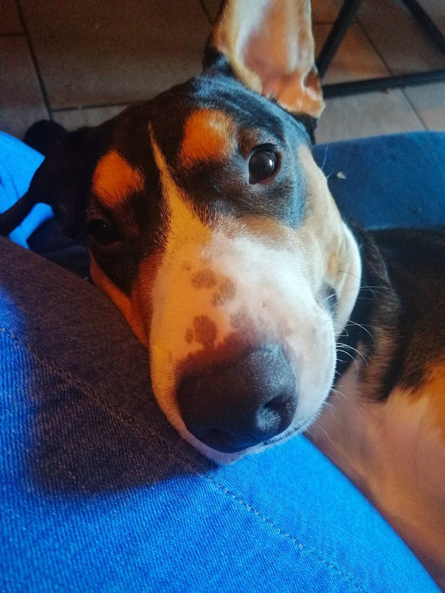 Drago a rejoint le concours — aidez-le/la à gagner de superbes lots ! blue, canidae, carnivore, collar, companion_dog, dog, dog_bed, dog_breed, dog_supply, electric_blue, fawn, fur, head, pet_supply, snout, sporting_group, terrestrial_animal, whiskers, working_animal, working_dog