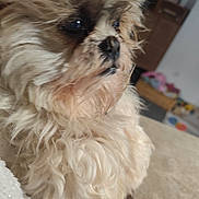 Moka participe au concours pour gagner de l'argent avec cette photo : animal, beige, brown, closeup, companion, curly_fur, cute, dog, domestic, face, fluffy, fur, furry, indoor, looking_away, pet, portrait, snout, soft, whiskers