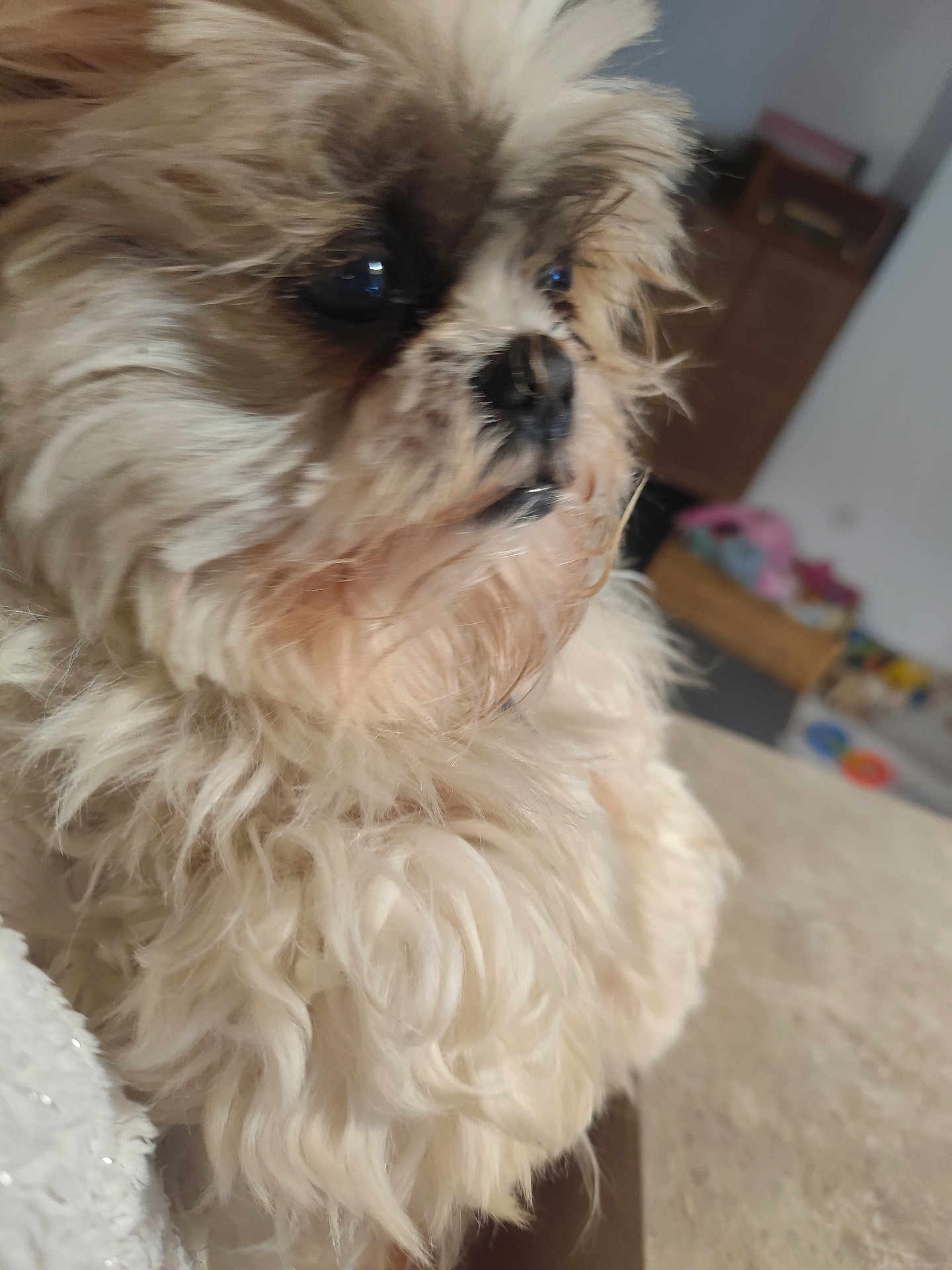 Moka