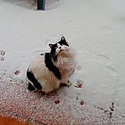 Kendjine participe au concours pour gagner de l'argent avec cette photo : balcony, black_and_white, cat, ceramic_tiles, cold, fluffy, footprints, fur, looking_up, outdoor, paw_prints, paws, pet, railing, sitting, snow, terrace, tile_floor, whiskers, winter
