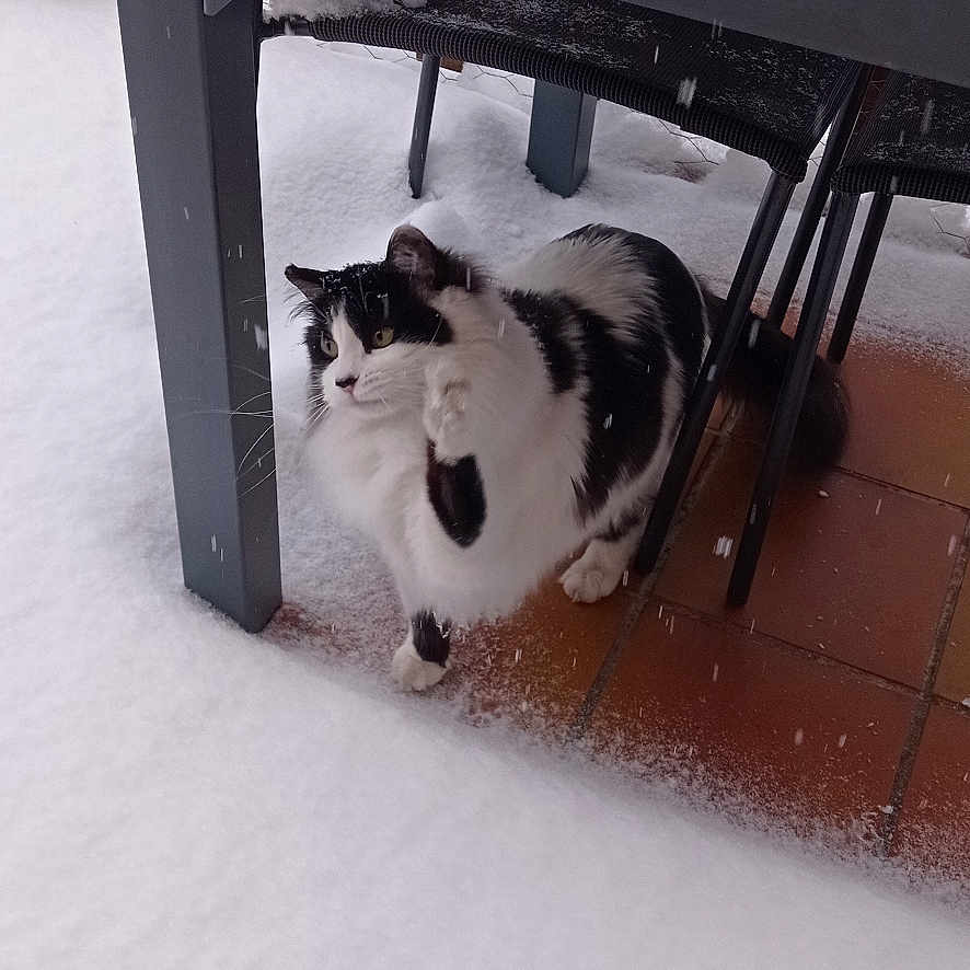 Kendjine participe au concours pour gagner de l'argent avec cette photo : black_and_white, cat, chair, chair_legs, curious_expression, domestic_cat, falling_snow, fur, furniture_leg, outdoor, patio, paw, pet, porch, snow, table, tiled_floor, under_table, whiskers, winter_scene