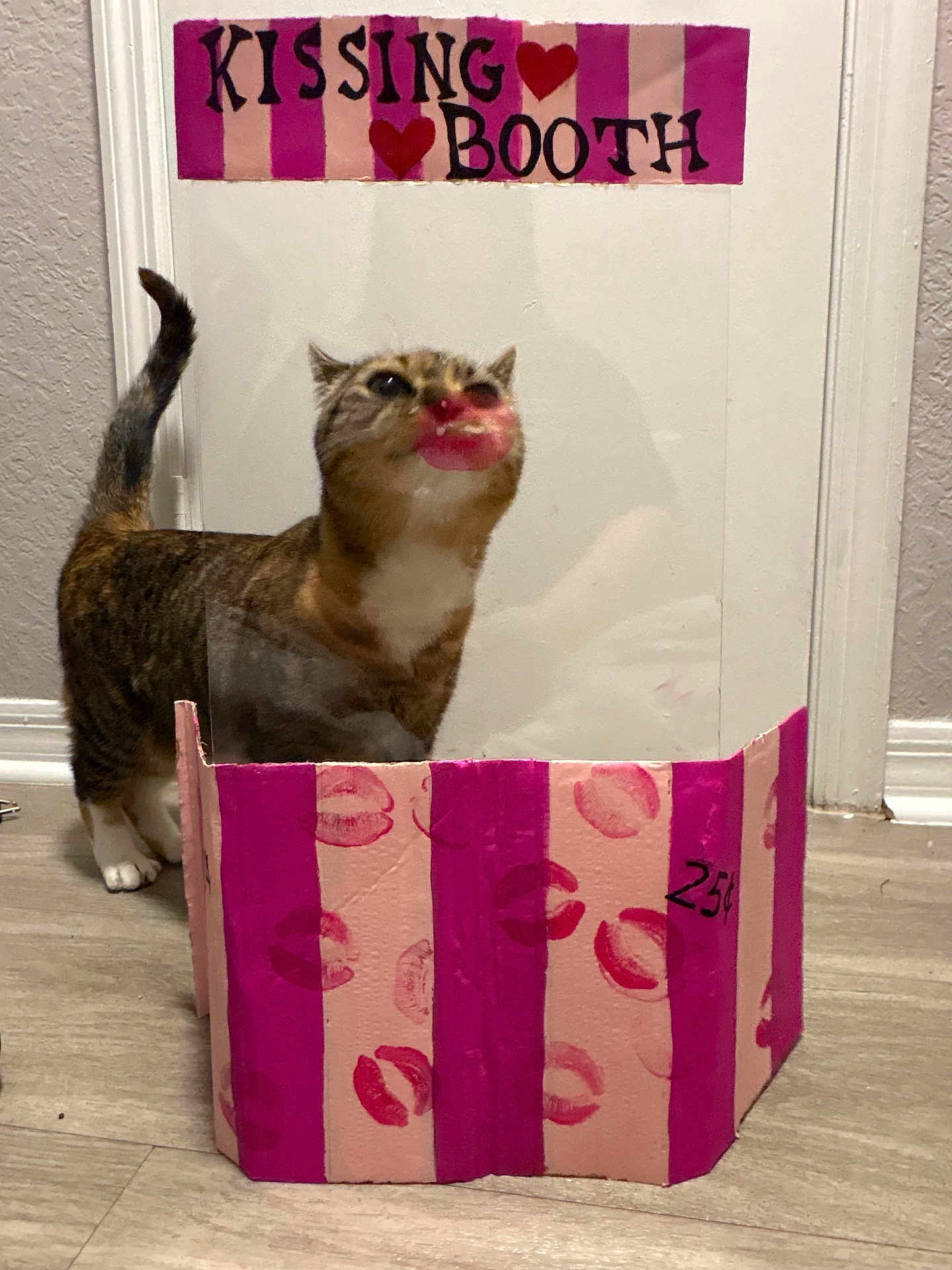 Nova joined the competition — help win amazing prizes! cat, kissing_booth, lipstick_mark, pink_stripes, cardboard, acrylic_panel, kiss, pet, feline, whiskers, paw, indoor, flooring, doorway, wall, handmade_sign, playful, portrait, cute, 25_cent