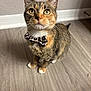 cat, pet, tabby, calico, bow_tie, leopard_print, whiskers, green_eyes, indoor, hardwood_floor, baseboard, wall, sitting, portrait, cute, fur, paws, collar, looking_up, domestic_animal
