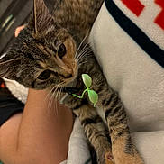 Nova joined the competition — help win amazing prizes! cat, kitten, tabby_cat, pet, whiskers, paw, paws, fur, collar, tag, blanket, bedding, human_arm, indoor, closeup, striped, resting, cozy, cute, toy_plant