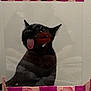 cat, black_cat, kissing_booth, sign, cardboard, lipstick_mark, tongue_out, mirror, reflection, pink_stripes, hearts, decor, indoor, animal, pet, portrait, playful, sticker, homemade, photo_booth