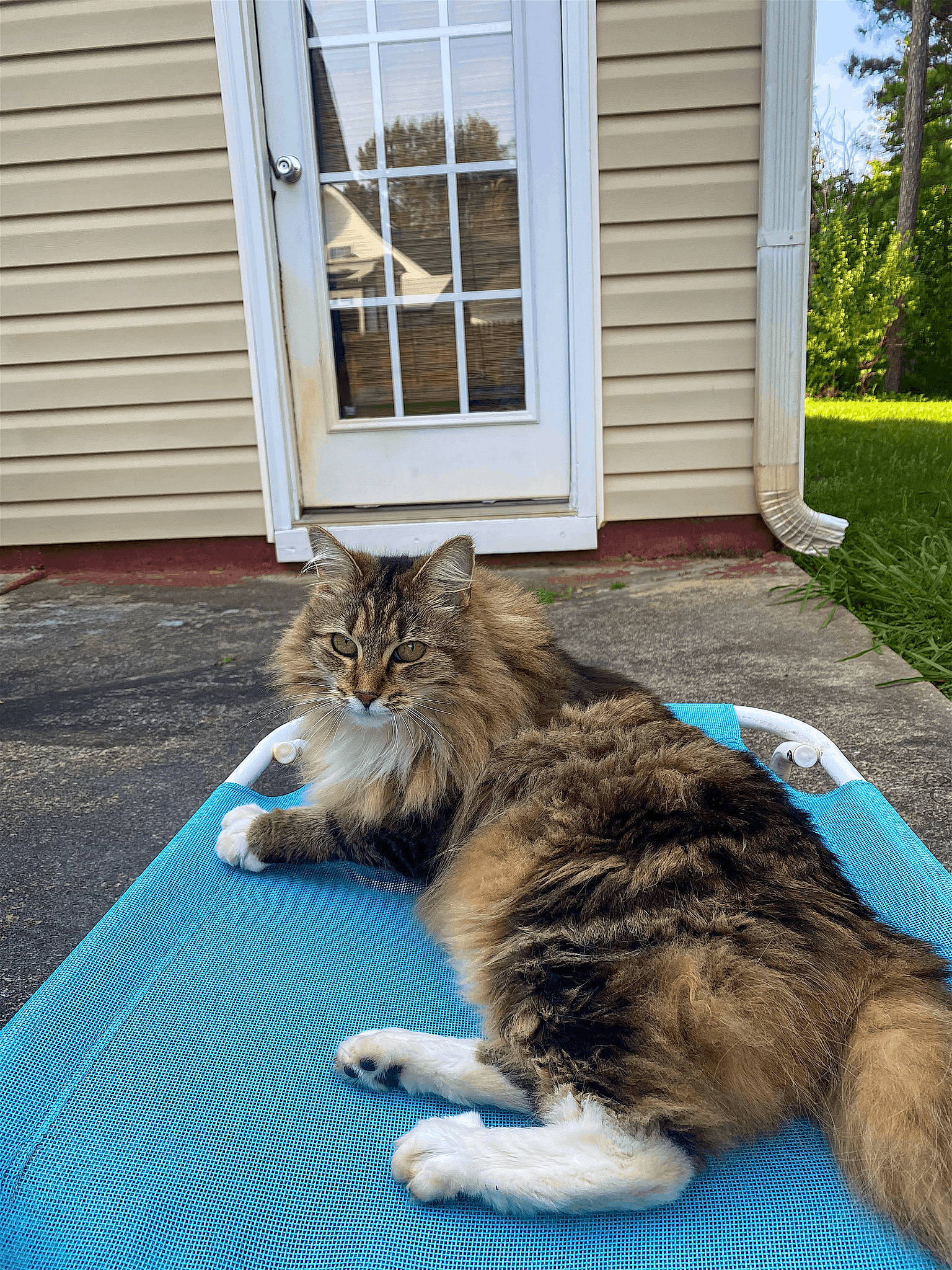 Petit Chat joined the competition — help win amazing prizes! carnivore, cat, claw, comfort, domestic_short_haired_cat, door, felidae, flooring, fur, grass, paw, plant, small_to_medium_sized_cats, snout, tail, terrestrial_animal, tree, whiskers, window, wood