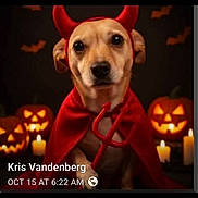 Fannie Mae is registered to the contest to win money with this photo: dog, costume, devil, halloween, pumpkin, jack_o_lantern, candle, cape, horns, red, spooky, holiday, pet, animal, portrait, indoors, dark_background, cute, festive, face