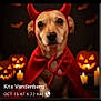 dog, costume, devil, halloween, pumpkin, jack_o_lantern, candle, cape, horns, red, spooky, holiday, pet, animal, portrait, indoors, dark_background, cute, festive, face