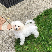 Bonnie a rejoint le concours — aidez-le/la à gagner de superbes lots ! animal, black_nose, cute, dog, doormat, fluffy, garden, grass, long_tail, looking_at_camera, outdoor, patio, pavement, pet, portrait, puppy, sitting, small_dog, standing, white_fur