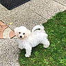 dog, puppy, white_fur, fluffy, small_dog, outdoor, grass, patio, pavement, doormat, garden, cute, sitting, standing, looking_at_camera, pet, animal, long_tail, black_nose, portrait