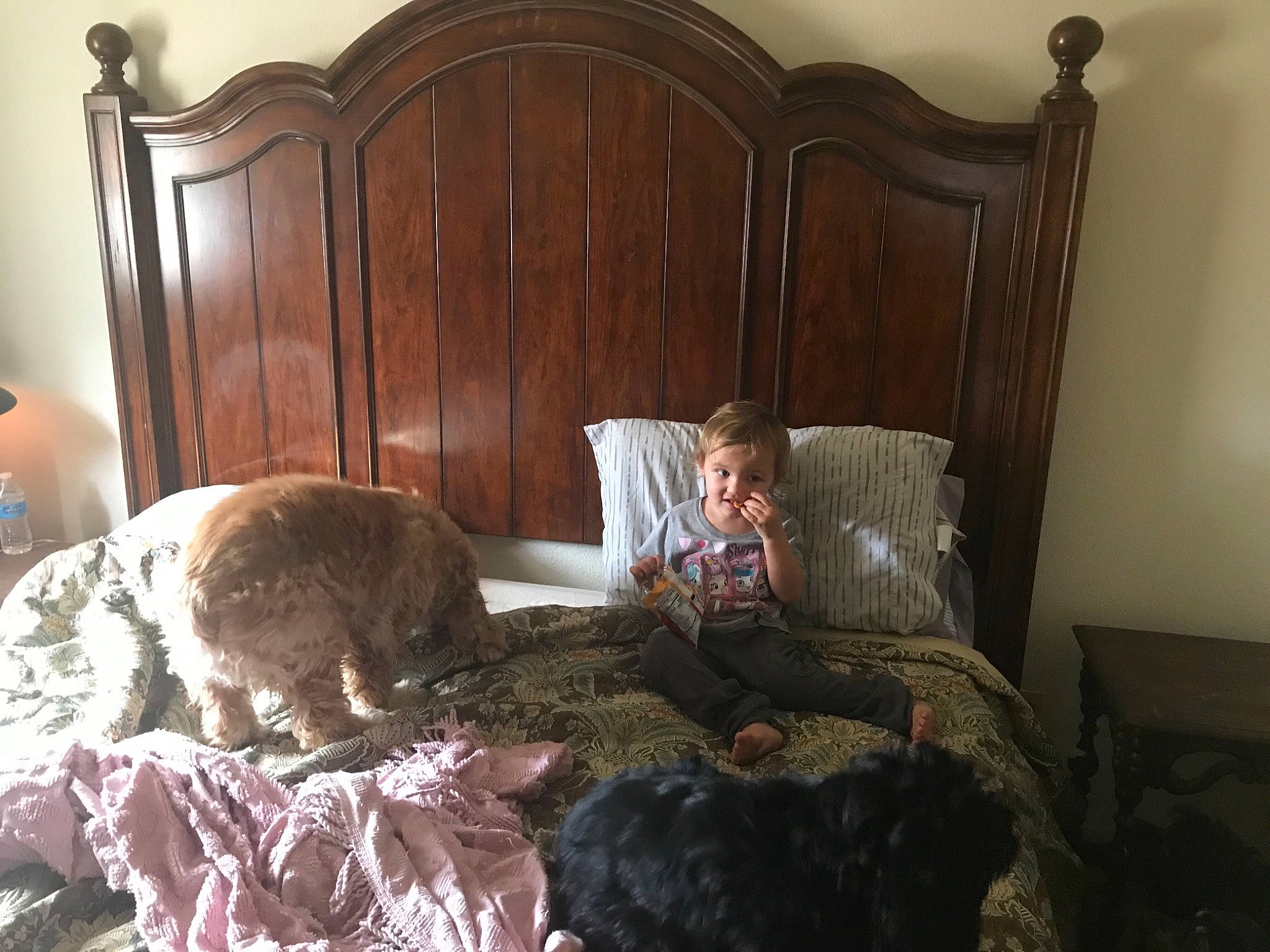 Alana is registered to the contest to win money with this photo: bed, bed_frame, bedroom, brown, carnivore, comfort, companion_dog, couch, dog, dog_breed, fawn, felidae, floor, flooring, hardwood, interior_design, linens, living_room, person, textile