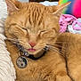 cat, orange_cat, pet, sleeping, tongue_out, collar, tag, indoor, blanket, soft, cute, fur, whiskers, paw, resting, colorful_ball, cozy, relaxed, domestic_cat, closeup