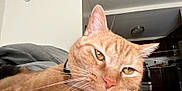 Pickles joined the competition — help win amazing prizes! cat, ginger_cat, close_up, indoor, pet, whiskers, fur, relaxed, face, animal, domestic_cat, collar, eyes, nose, ear, home, blanket, kitchen, furniture, cozy