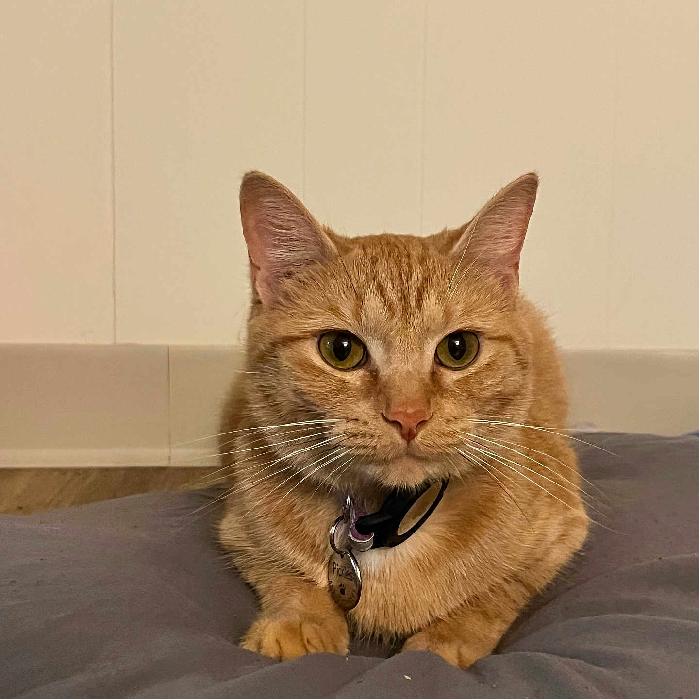 Pickles joined the competition — help win amazing prizes! animal, cat, collar, cushion, cute, domestic_animal, ears, eyes, feline, front_view, fur, ginger_cat, indoor, mammal, pet, portrait, relaxed, resting, tabby, whiskers