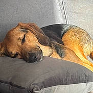 Mia a rejoint le concours — aidez-le/la à gagner de superbes lots ! dog, beagle, sleeping, sleepy, resting, curled_up, floppy_ears, brown_coat, black_coat, tan_coat, pet, canine, animal, dog_bed, cushion, couch, indoors, sunlight, close_up, relaxed