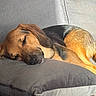 dog, beagle, sleeping, sleepy, resting, curled_up, floppy_ears, brown_coat, black_coat, tan_coat, pet, canine, animal, dog_bed, cushion, couch, indoors, sunlight, close_up, relaxed