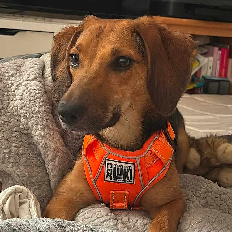 Mia