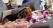 Mia a rejoint le concours — aidez-le/la à gagner de superbes lots ! dog, sleeping, pet, sofa, blanket, plush_toy, toy, cozy, indoors, living_room, couch, brown_dog, black_fur, pink_blanket, relaxed, resting, home, furniture, plants, portrait