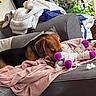 dog, sleeping, pet, sofa, blanket, plush_toy, toy, cozy, indoors, living_room, couch, brown_dog, black_fur, pink_blanket, relaxed, resting, home, furniture, plants, portrait