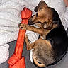 dog, dachshund, puppy, black_and_tan, pet, animal, lying_down, playing, toy, dumbbell_toy, chewing, paws, floppy_ears, short_hair, blanket, couch, indoor, close_up, funny, portrait