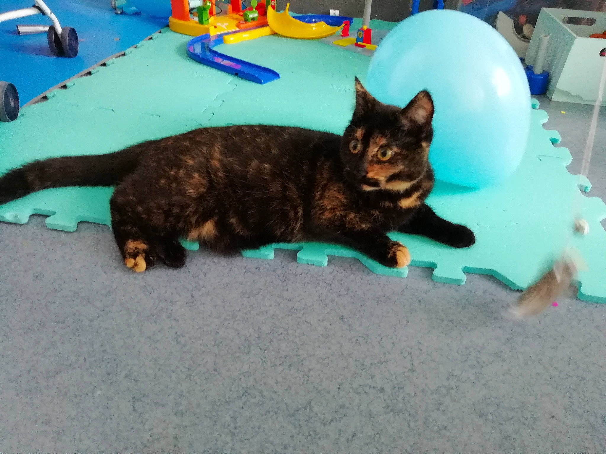 Minette participe au concours pour gagner de l'argent avec cette photo : balloon, carnivore, cat, chair, comfort, dog_breed, domestic_short_haired_cat, felidae, flooring, fur, leisure, paw, room, small_to_medium_sized_cats, tail, terrestrial_animal, whiskers