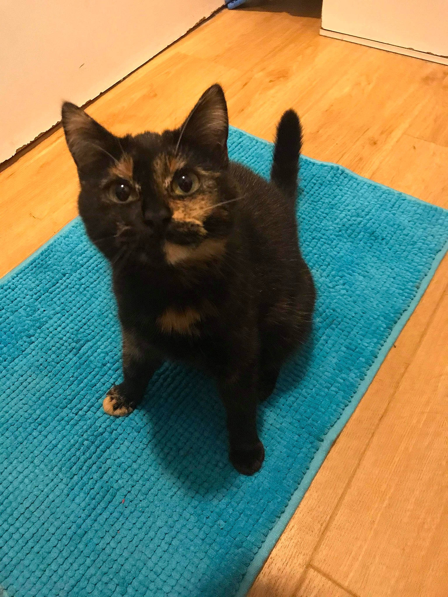 Minette participe au concours pour gagner de l'argent avec cette photo : black_cat, bombay, carnivore, cat, claw, domestic_short_haired_cat, electric_blue, fawn, felidae, floor, flooring, fur, hardwood, paw, small_to_medium_sized_cats, snout, tail, whiskers, wood, wood_flooring