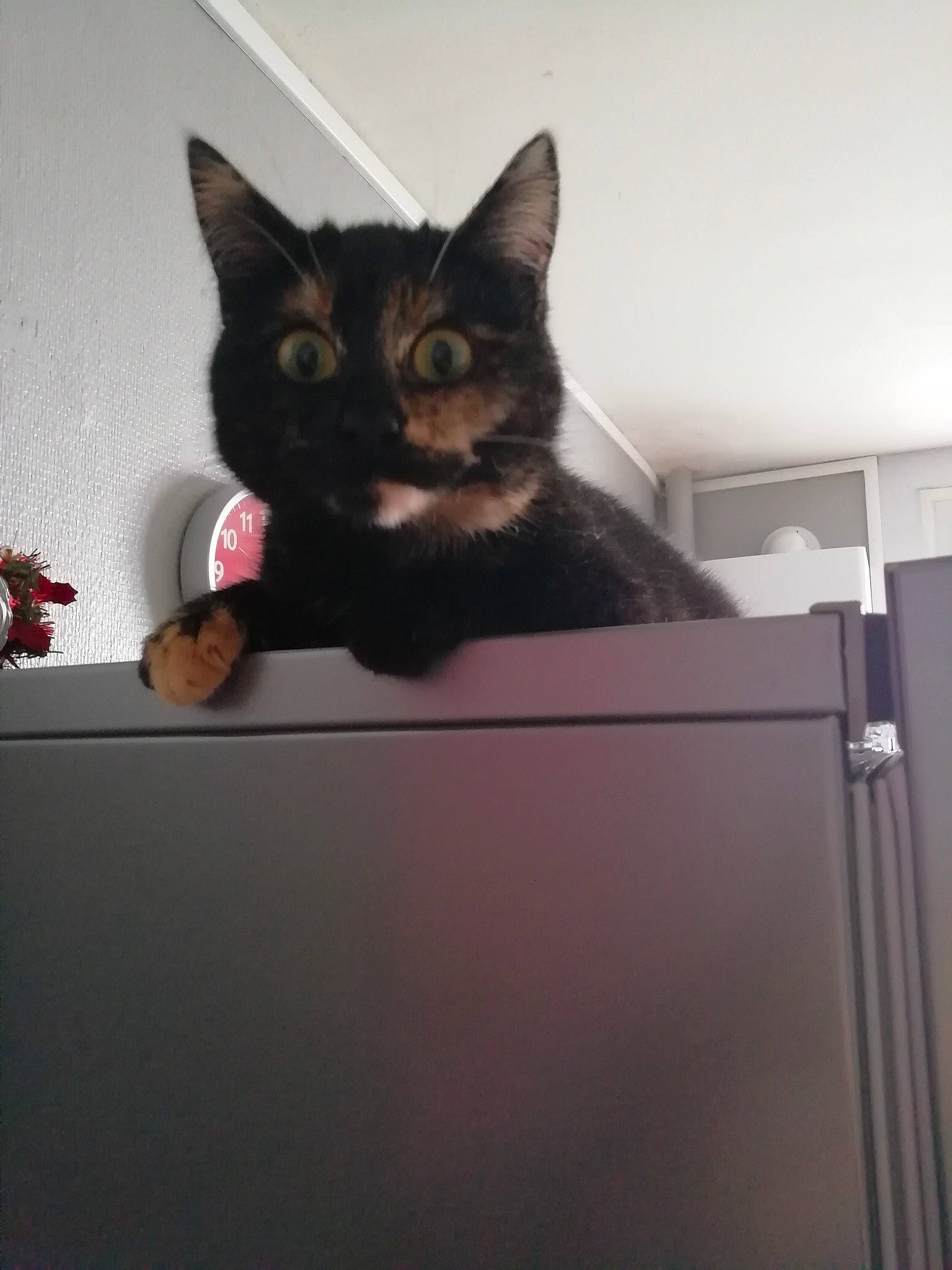 Minette participe au concours pour gagner de l'argent avec cette photo : black_cat, box, cardboard, carnivore, cat, domestic_short_haired_cat, felidae, fur, paw, plant, room, shelf, sitting, small_to_medium_sized_cats, snout, tail, whiskers, window, wood