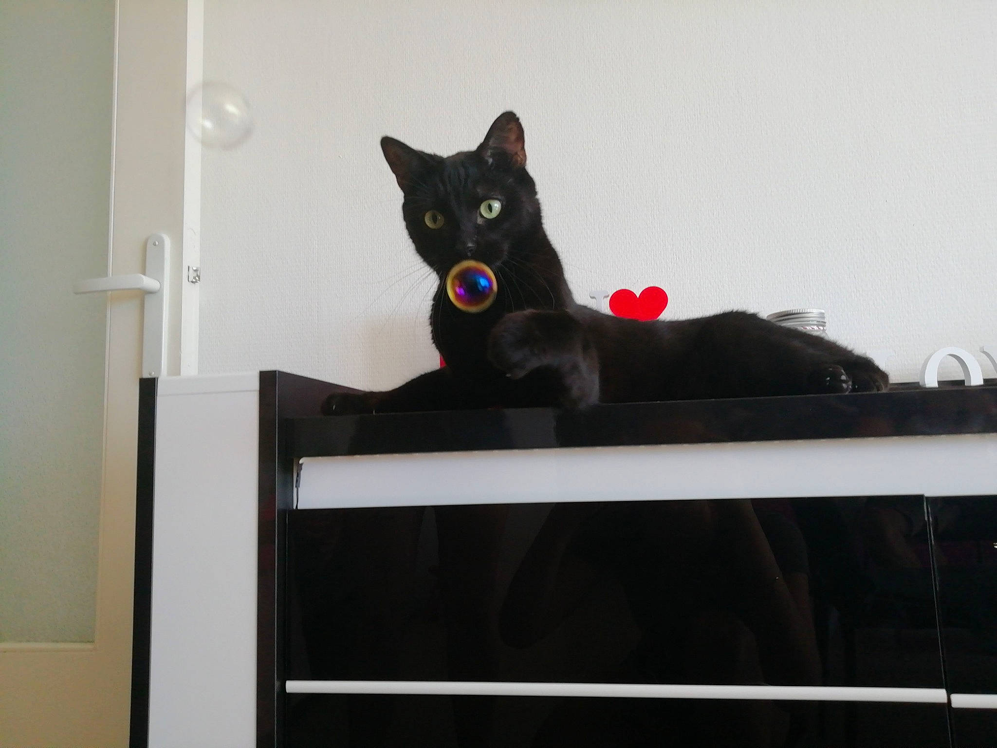 Shlago participe au concours pour gagner de l'argent avec cette photo : black_cat, bombay, carnivore, cat, comfort, domestic_short_haired_cat, door, felidae, fur, rectangle, room, sculpture, sitting, small_to_medium_sized_cats, snout, tail, whiskers, window, wood