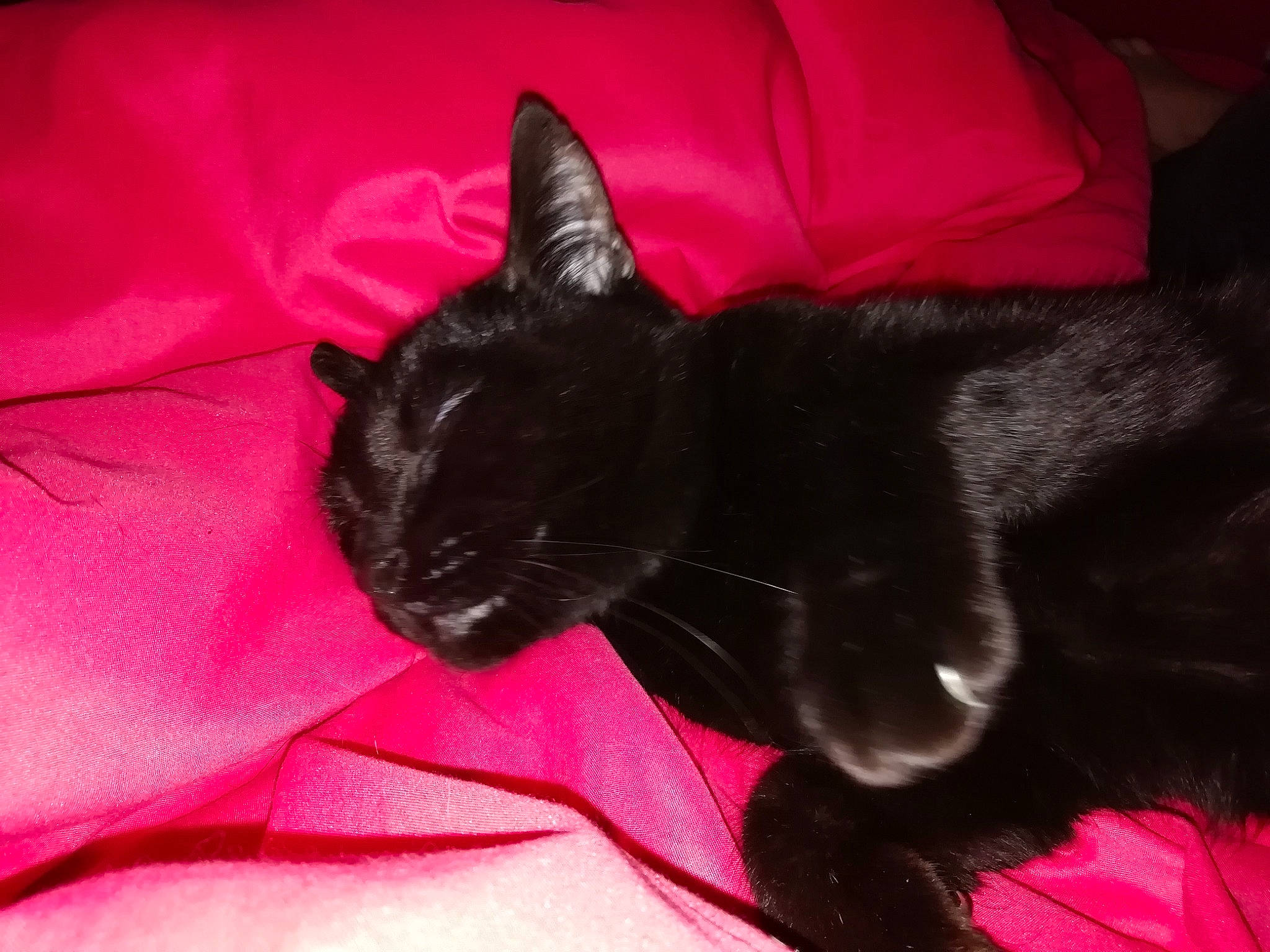 Shlago participe au concours pour gagner de l'argent avec cette photo : black_cat, bombay, carmine, carnivore, cat, claw, comfort, darkness, domestic_short_haired_cat, felidae, fur, linens, magenta, nap, paw, room, small_to_medium_sized_cats, snout, tail, whiskers