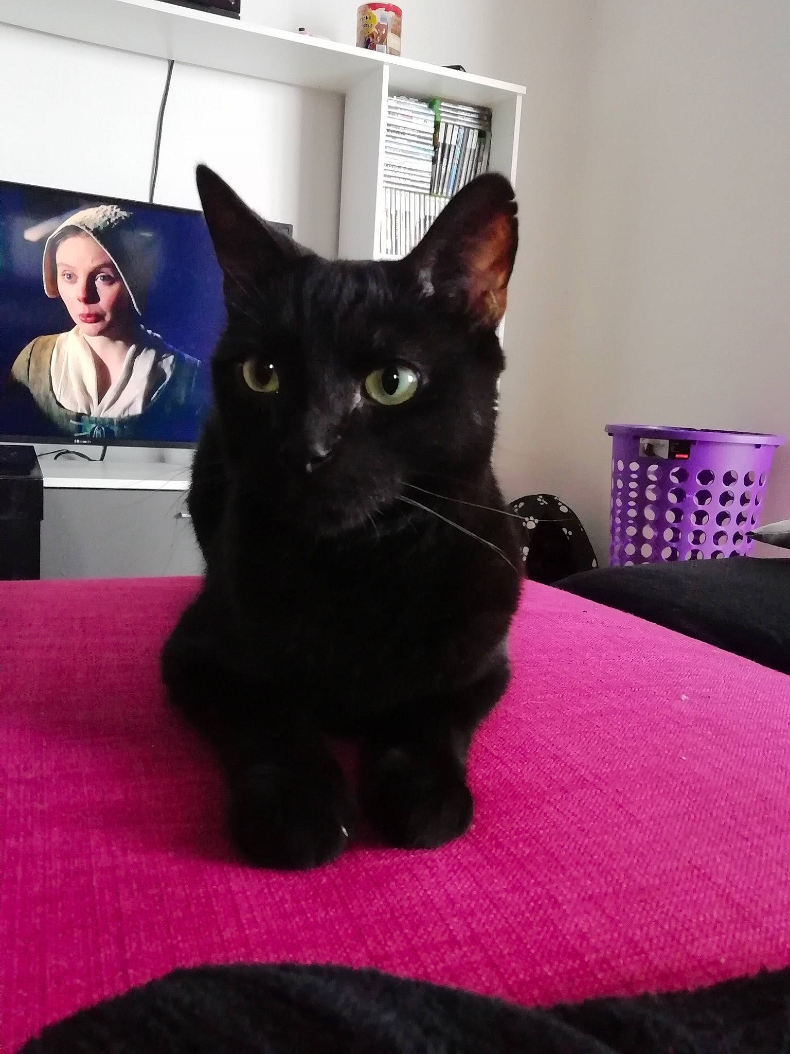 Shlago participe au concours pour gagner de l'argent avec cette photo : art, black_cat, bombay, carnivore, cat, claw, comfort, domestic_short_haired_cat, felidae, fur, linens, magenta, purple, room, small_to_medium_sized_cats, tail, whiskers