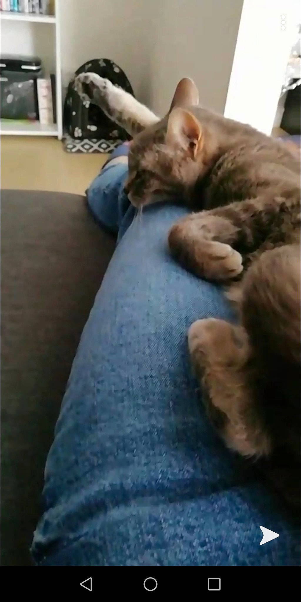 Croquette participe au concours pour gagner de l'argent avec cette photo : canidae, carnivore, cat, comfort, companion_dog, dog_breed, domestic_short_haired_cat, fawn, felidae, flooring, fur, gesture, grey, human_leg, lap, picture_frame, room, small_to_medium_sized_cats, snout, whiskers