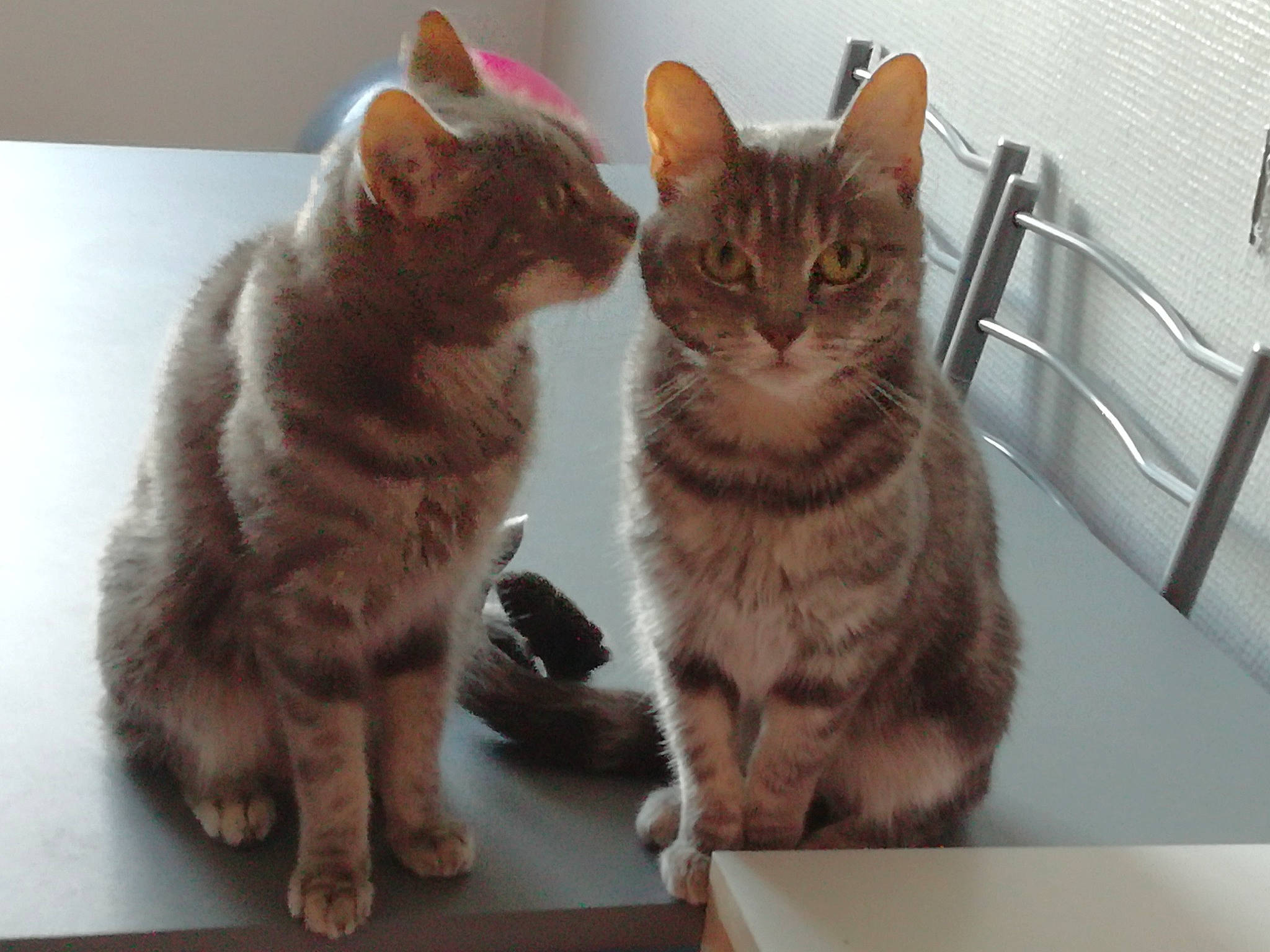 Lion participe au concours pour gagner de l'argent avec cette photo : carnivore, cat, claw, comfort, domestic_short_haired_cat, fawn, felidae, fur, paw, pet_supply, small_to_medium_sized_cats, snout, table, tail, terrestrial_animal, whiskers