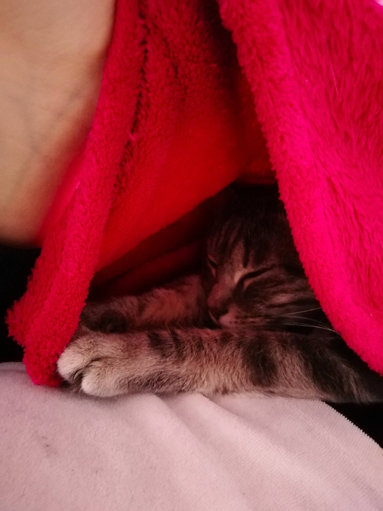 Lion a rejoint le concours — aidez-le/la à gagner de superbes lots ! bed, bed_sheet, bedding, carmine, carnivore, cat, comfort, domestic_short_haired_cat, fawn, felidae, fur, fur_clothing, human_leg, linens, magenta, small_to_medium_sized_cats, tail, textile, whiskers, wool