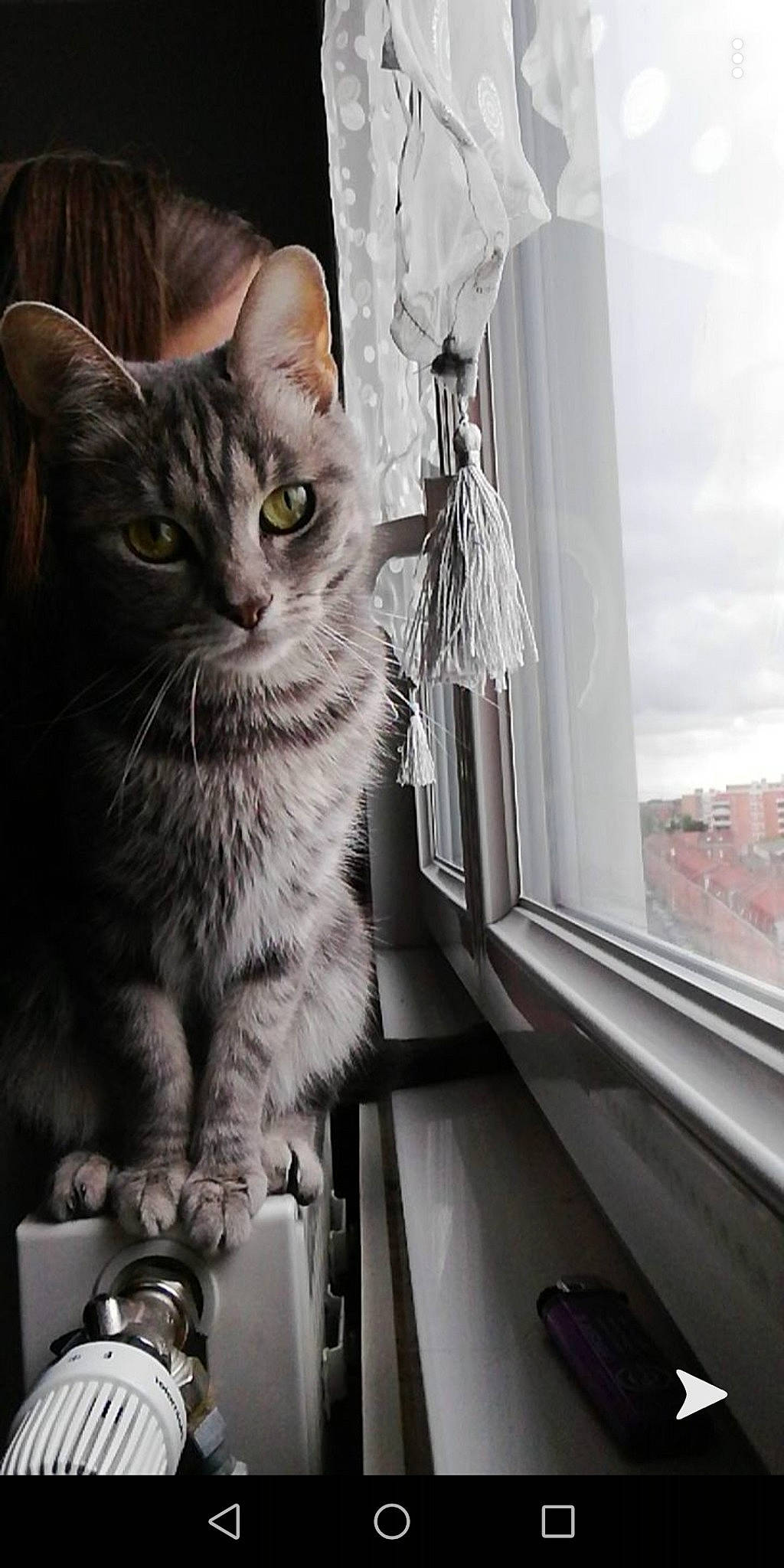 Lion participe au concours pour gagner de l'argent avec cette photo : box, carnivore, cat, claw, comfort, domestic_short_haired_cat, felidae, fur, grey, iris, monochrome, monochrome_photography, paw, sitting, small_to_medium_sized_cats, snout, tail, whiskers, window